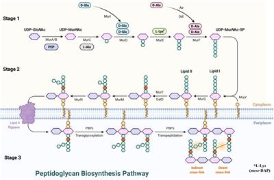 Breaking down the cell wall: Still an attractive antibacterial strategy